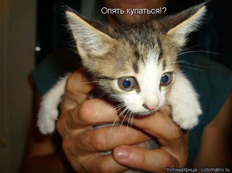 Опять купаться!?... Котоматрица: Опять купаться!?