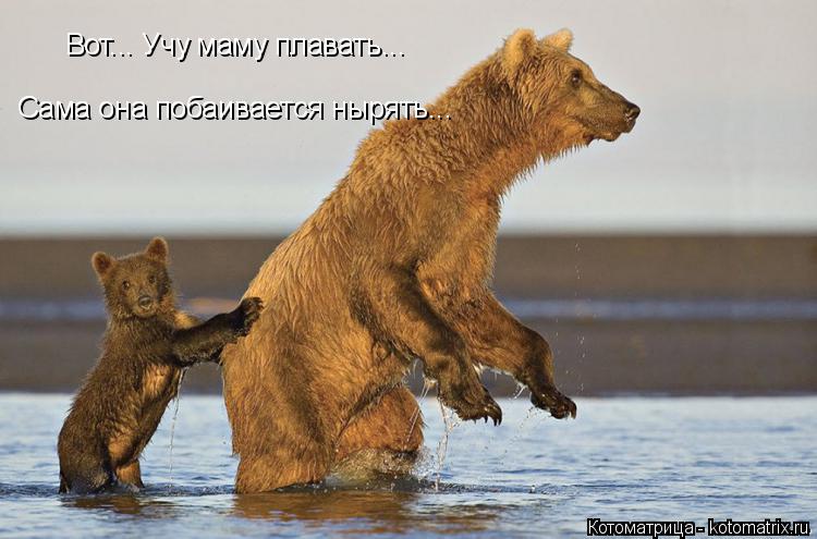 Вот... Учу маму плавать... Сама она побаивается нырять...... Котоматрица: Вот... Учу маму плавать... Сама она побаивается нырять...