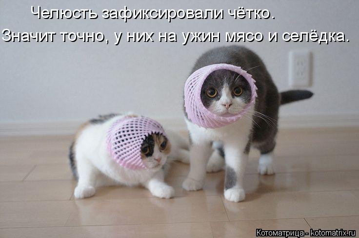 Котоматрица: Челюсть зафиксировали чётко. Значит точно, у них на ужин мясо и селёдка.