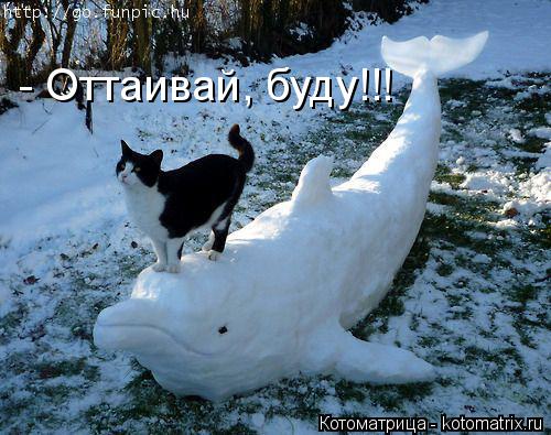 Котоматрица: - Оттаивай, буду!!!