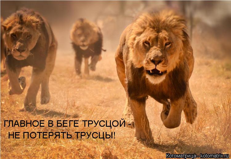 ГЛАВНОЕ В БЕГЕ ТРУСЦОЙ - НЕ ПОТЕРЯТЬ ТРУСЦЫ!... Котоматрица: ГЛАВНОЕ В БЕГЕ ТРУСЦОЙ - НЕ ПОТЕРЯТЬ ТРУСЦЫ!