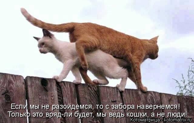 Котоматрица: Только это вряд-ли будет, мы ведь кошки, а не люди! Если мы не разойдемся, то с забора навернемся!