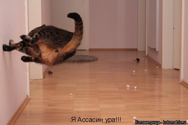 Я Ассасин ура!!!... Котоматрица: Я Ассасин ура!!!