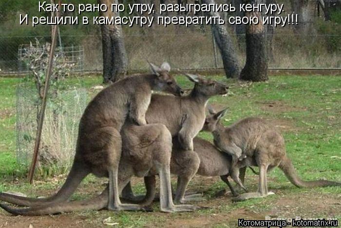 Котоматрица: Как то рано по утру, разыгрались кенгуру. И решили в камасутру превратить свою игру!!!