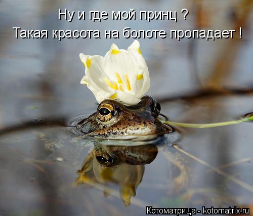 Котоматрица: Ну и где мой принц ? Такая красота на болоте пропадает !