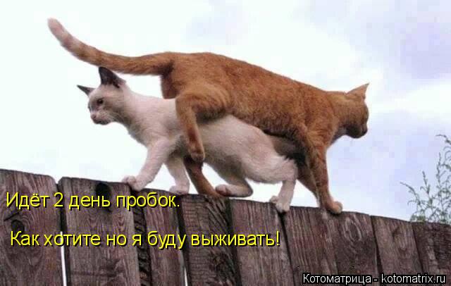 Идёт 2 день пробок. Как хотите но я буду выживать!... Котоматрица: Идёт 2 день пробок. Как хотите но я буду выживать!