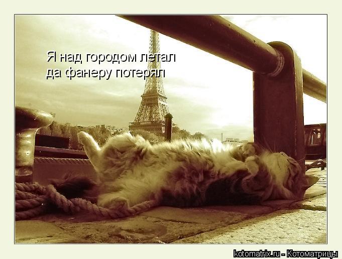Котоматрица: Я над городом летал да фанеру потерял