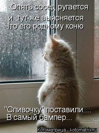 Опять сосед ругается и тут же выясняется Что его родному коню "Сливочку" поставили.... В самый бампе... Котоматрица: Опять сосед ругается и тут же выясняется Что его родному коню "Сливочку" поставили.... В самый бампер...