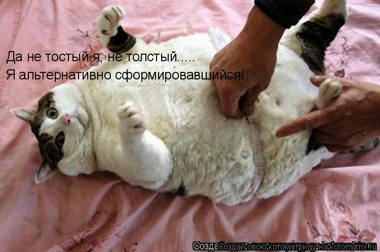 Котоматрица: Да не тостый я, не толстый..... Я альтернативно сформировавшийся!
