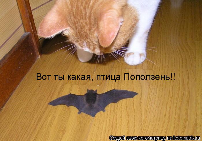 Котоматрица: Вот ты какая, птица Поползень!!