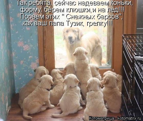 Котоматрица: Так ребята, сейчас надеваем коньки, форму, берем клюшки,и на лед!!! Порвем этих " Снежных барсов", как ваш папа Тузик, грелку!!!
