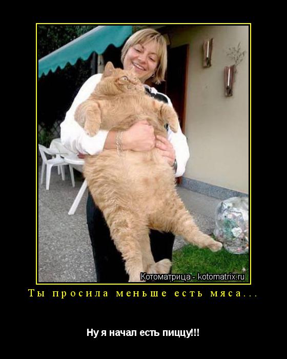 Ты просила меньше есть мяса... Ну я начал есть пиццу!!!... Котоматрица: Ты просила меньше есть мяса... Ну я начал есть пиццу!!!