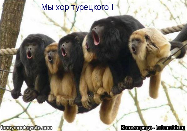 Котоматрица: Мы хор турецкого!!