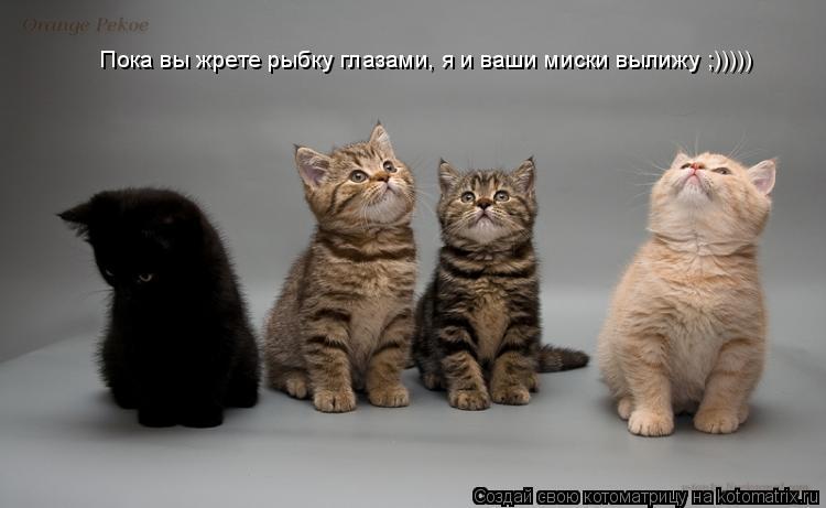 Пока вы жрете рыбку глазами, я и ваши миски вылижу ;)))))... Котоматрица: Пока вы жрете рыбку глазами, я и ваши миски вылижу ;)))))