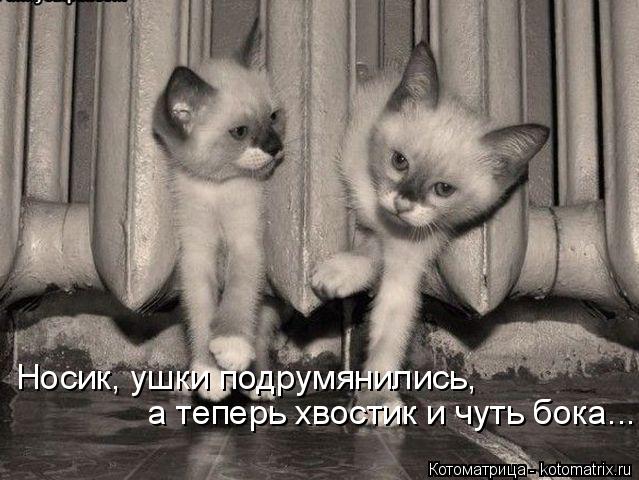 Котоматрица: Носик, ушки подрумянились,  а теперь хвостик и чуть бока...