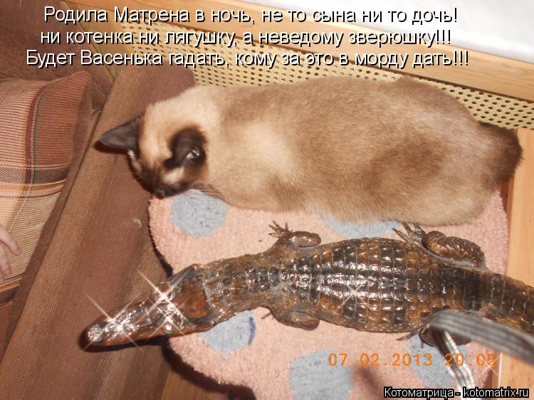 Котоматрица: Родила Матрена в ночь, не то сына ни то дочь! ни котенка ни лягушку, а неведому зверюшку!!! Будет Васенька гадать, кому за это в морду дать!!!