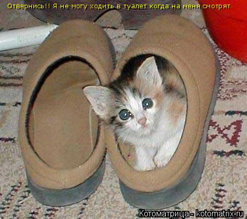 Котоматрица: Отвернись!! Я не могу ходить в туалет когда на меня смотрят