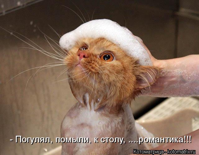 Котоматрица: - Погулял, помыли, к столу, ....романтика!!!