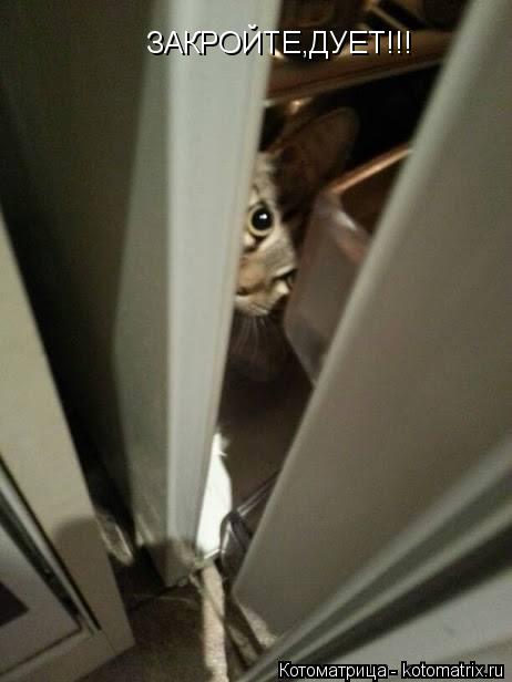 ЗАКРОЙТЕ,ДУЕТ!!!... Котоматрица: ЗАКРОЙТЕ,ДУЕТ!!!