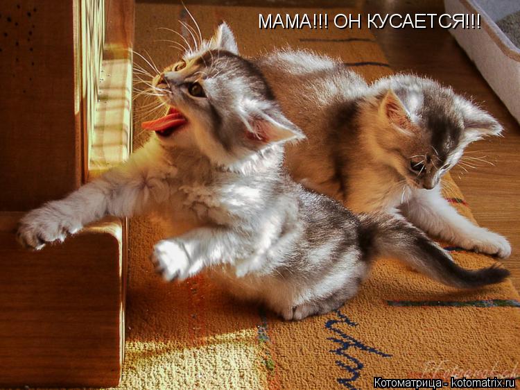 МАМА!!! ОН КУСАЕТСЯ!!!... Котоматрица: МАМА!!! ОН КУСАЕТСЯ!!!