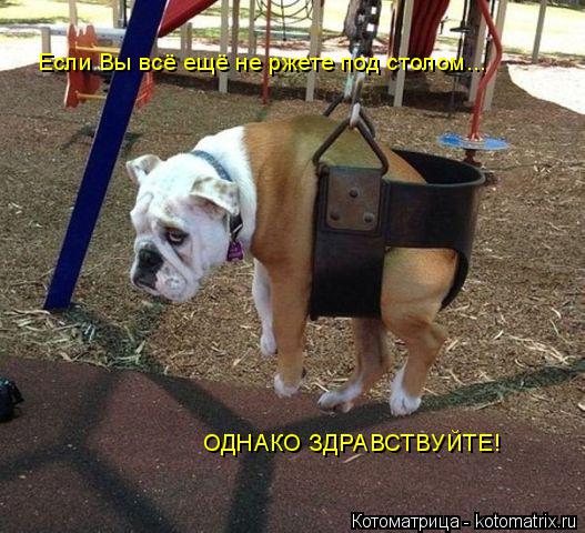 Котоматрица: Если Вы всё ещё не ржете под столом... ОДНАКО ЗДРАВСТВУЙТЕ!