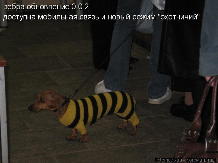 Котоматрица: зебра.обновление 0.0.2.  доступна мобильная связь и новый режим "охотничий"