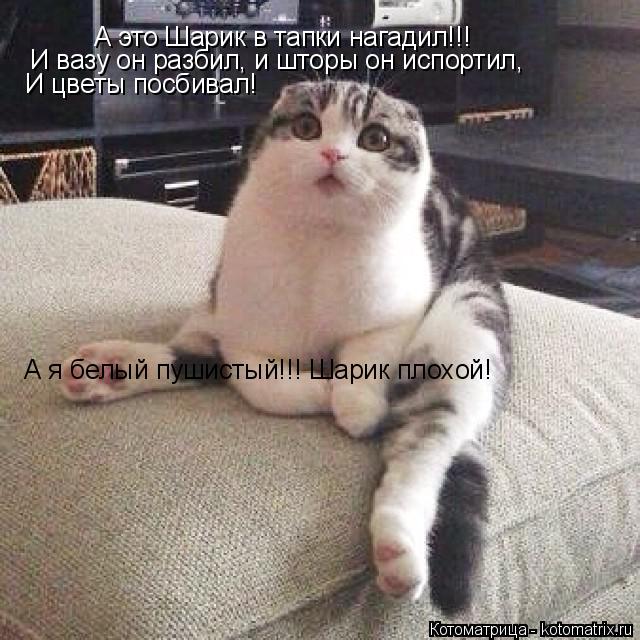 А это Шарик в тапки нагадил!!! И вазу он разбил, и шторы он испортил, И цветы посбивал! А я белый пуш... Котоматрица: А это Шарик в тапки нагадил!!! И вазу он разбил, и шторы он испортил, И цветы посбивал! А я белый пушистый!!! Шарик плохой!