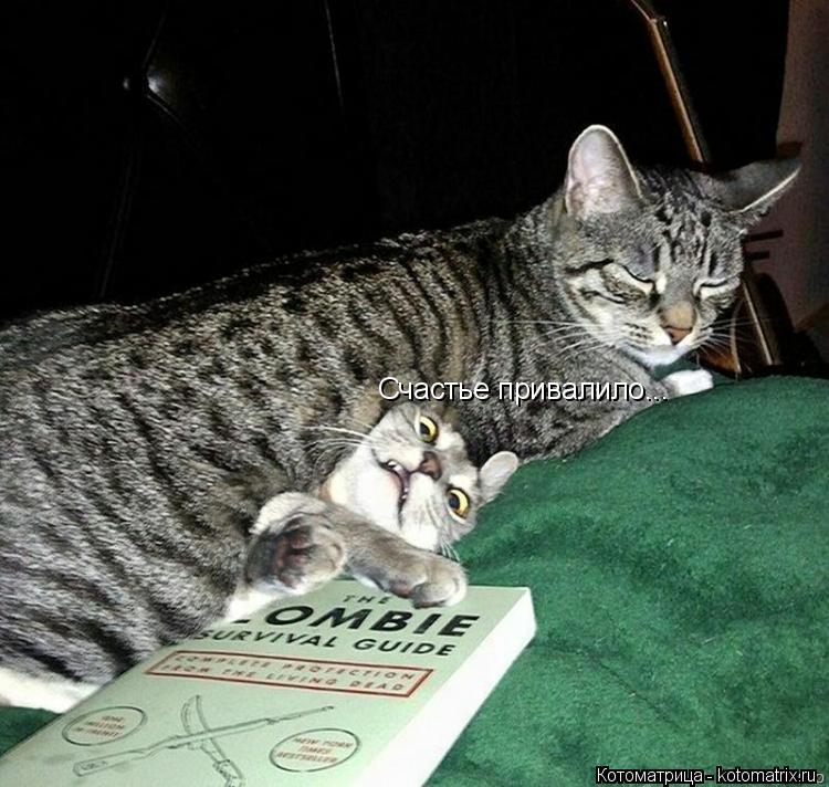 Котоматрица: Счастье привалило...