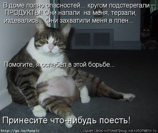 Котоматрица: В доме полно опасностей... кругом подстерегали ПРОДУКТЫ! Они напали  на меня, терзали,  издевались... Они захватили меня в плен... Помогите, я ос