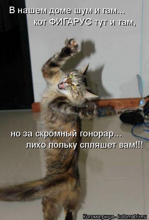Котоматрица: В нашем доме шум и гам... кот ФИГАРУС тут и там, но за скромный гонорар...  лихо польку спляшет вам!!!