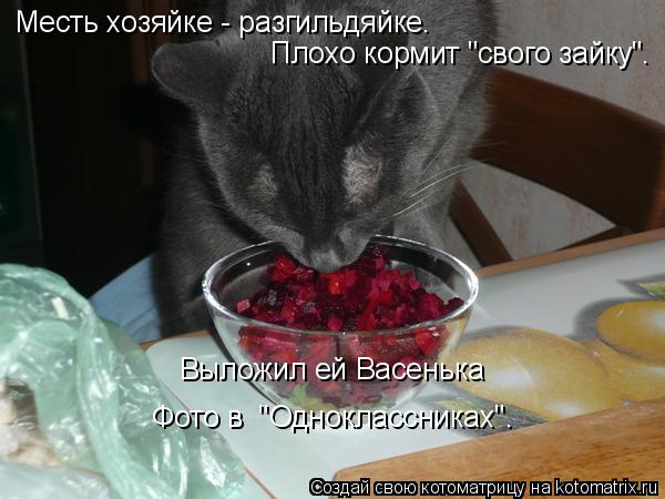Котоматрица: Месть хозяйке - разгильдяйке. Плохо кормит "свого зайку". Выложил ей Васенька Фото в  "Одноклассниках".