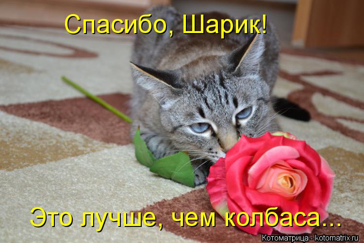 Котоматрица: Спасибо, Шарик! Это лучше, чем колбаса...
