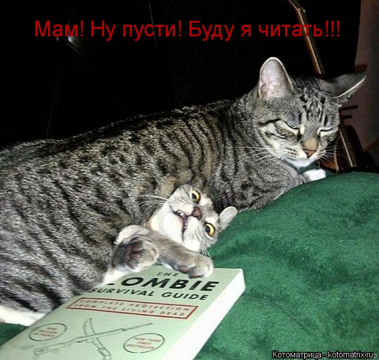 Котоматрица: Мам! Ну пусти! Буду я читать!!!
