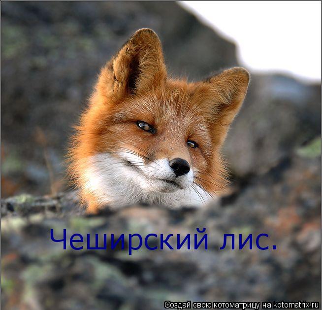 Котоматрица: Чеширский лис.