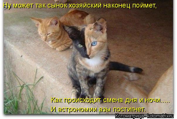 Котоматрица: Ну может так сынок хозяйский наконец поймет, Как происходит смена дня и ночи..... И астрономии азы постигнет.