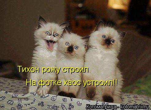 Тихон рожу строил На фотке хаос устроил!!... Котоматрица: Тихон рожу строил На фотке хаос устроил!!