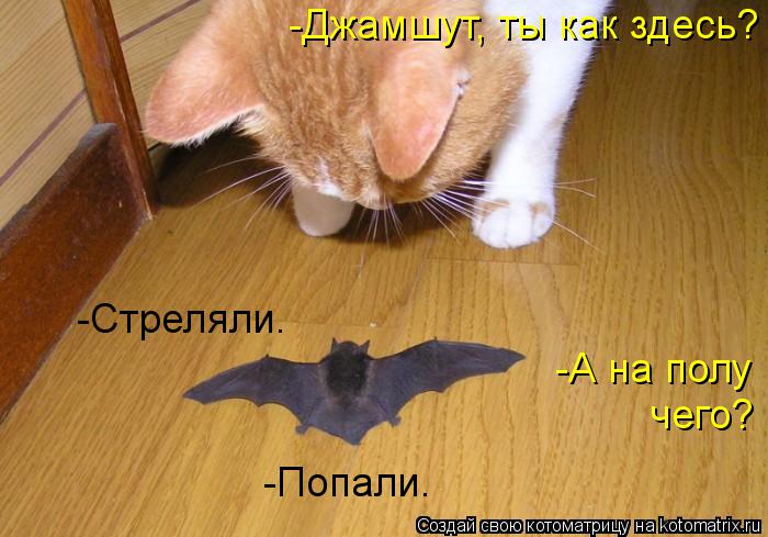 Котоматрица: -Джамшут, ты как здесь? -Стреляли. -А на полу  чего? -Попали.