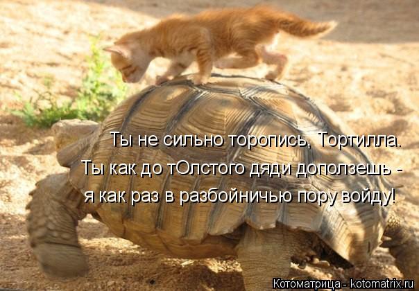 Котоматрица: Ты не сильно торопись, Тортилла. Ты как до тОлстого дяди доползешь -  я как раз в разбойничью пору войду!