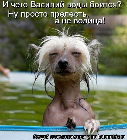 Котоматрица: И чего Василий воды боится? Ну просто прелесть,  а не водица!