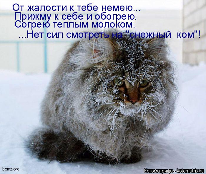 Котоматрица: От жалости к тебе немею... Прижму к себе и обогрею. Согрею теплым молоком. ...Нет сил смотреть на "снежный  ком"!