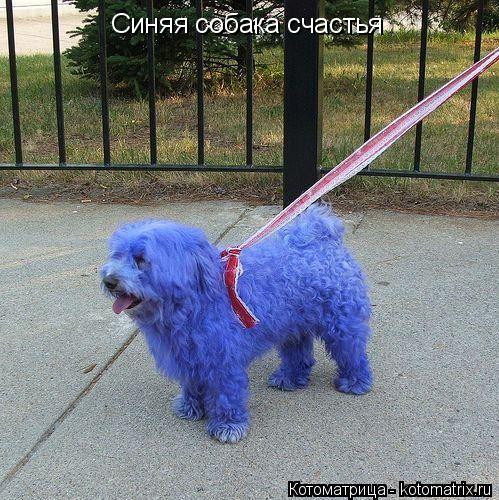 Котоматрица: Синяя собака счастья