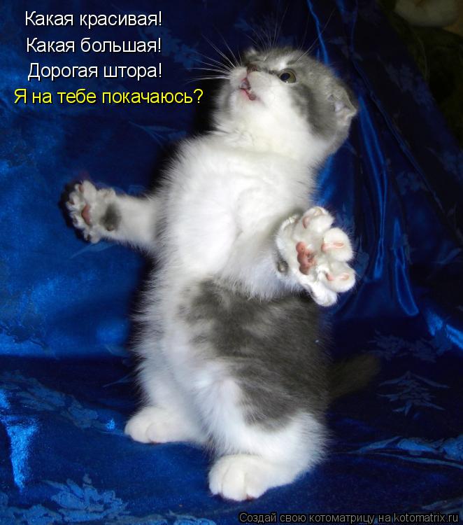 Котоматрица: Какая красивая! Какая большая! Дорогая штора! Я на тебе покачаюсь?
