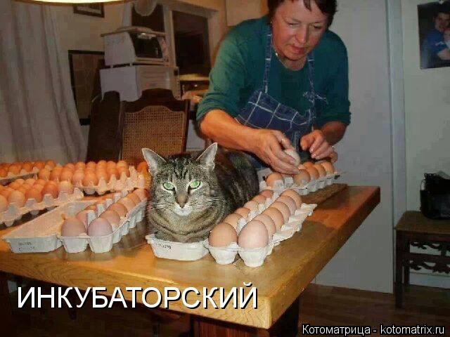 Котоматрица: ИНКУБАТОРСКИЙ