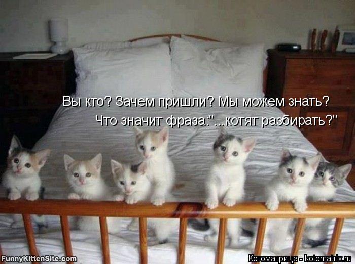 Котоматрица: Вы кто? Зачем пришли? Мы можем знать? Что значит фраза:"...котят разбирать?"
