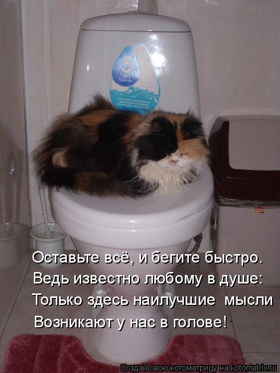 Котоматрица: Оставьте всё, и бегите быстро. Ведь известно любому в душе: Только здесь наилучшие  мысли Возникают у нас в голове!