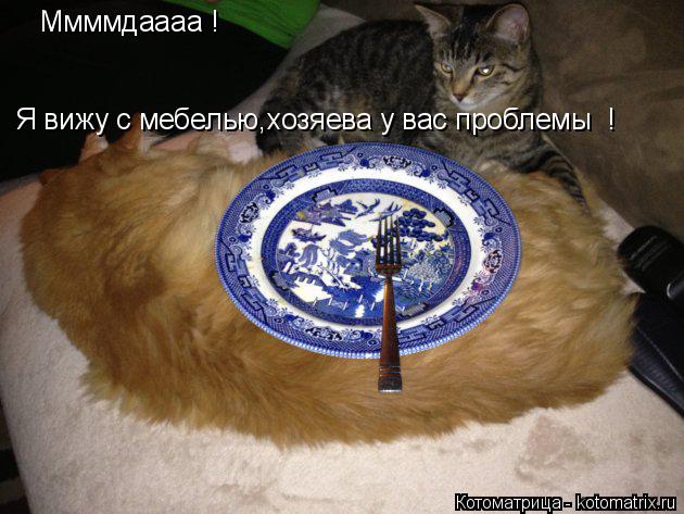 Котоматрица: Ммммдаааа ! Я вижу с мебелью,хозяева у вас проблемы  !