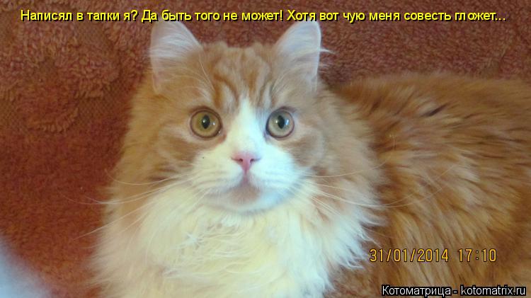 Написял в тапки я? Да быть того не может! Хотя вот чую меня совесть гложет...... Котоматрица: Написял в тапки я? Да быть того не может! Хотя вот чую меня совесть гложет...