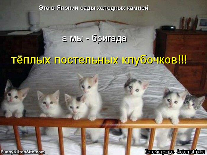 Котоматрица: тёплых постельных клубочков!!! Это в Японии сады холодных камней, а мы - бригада