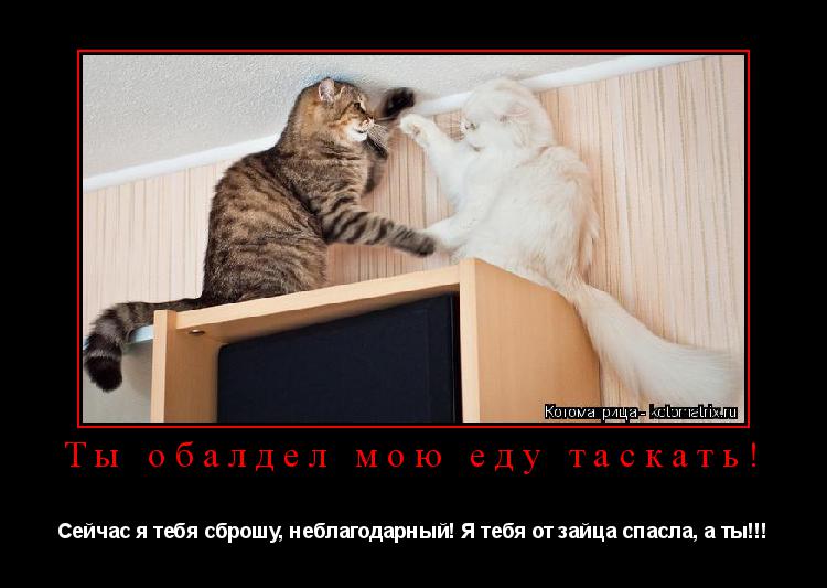 Ты обалдел мою еду таскать! Сейчас я тебя сброшу, неблагодарный! Я тебя от зайца спасла, а ты!!!... Котоматрица: Ты обалдел мою еду таскать! Сейчас я тебя сброшу, неблагодарный! Я тебя от зайца спасла, а ты!!!