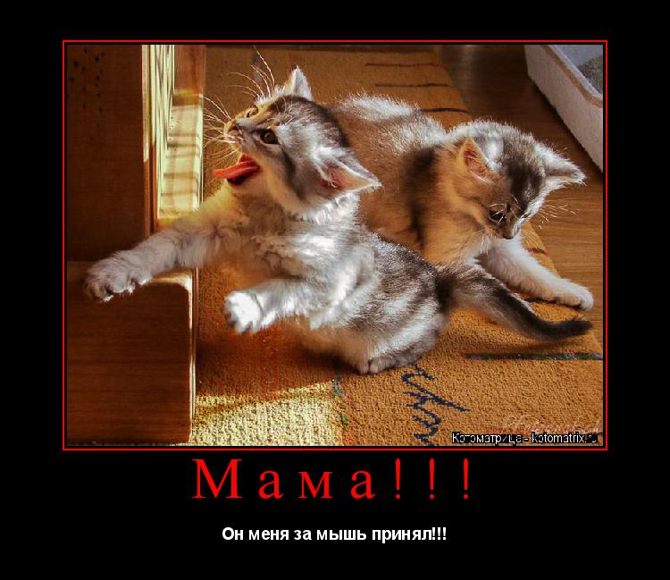 Мама!!! Он меня за мышь принял!!!... Котоматрица: Мама!!! Он меня за мышь принял!!!